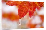 Snow and ice on an autumn vine maple by Anonymous