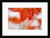 Snow and ice on an autumn vine maple by Anonymous