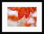 Snow and ice on an autumn vine maple by Anonymous