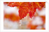 Snow and ice on an autumn vine maple by Anonymous