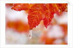 Snow and ice on an autumn vine maple by Anonymous