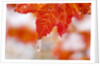 Snow and ice on an autumn vine maple by Anonymous