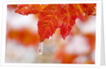Snow and ice on an autumn vine maple by Anonymous