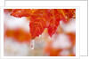 Snow and ice on an autumn vine maple by Anonymous