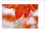 Snow and ice on an autumn vine maple by Anonymous