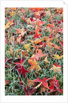 Frost on autumn leaves by Anonymous