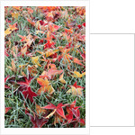 Frost on autumn leaves by Anonymous