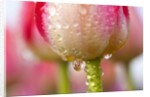 Dew dripping off a tulip by Anonymous