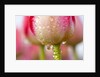 Dew dripping off a tulip by Anonymous