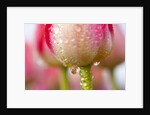 Dew dripping off a tulip by Anonymous