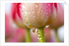 Dew dripping off a tulip by Anonymous