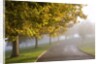Misty autumn trees by Anonymous
