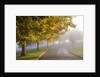 Misty autumn trees by Anonymous