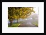 Misty autumn trees by Anonymous