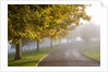 Misty autumn trees by Anonymous