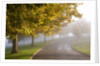 Misty autumn trees by Anonymous