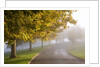 Misty autumn trees by Anonymous
