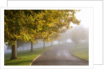 Misty autumn trees by Anonymous