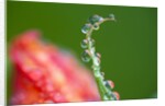 Dew drops on a flower stem by Anonymous