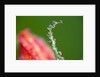 Dew drops on a flower stem by Anonymous