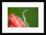 Dew drops on a flower stem by Anonymous