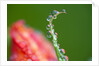 Dew drops on a flower stem by Anonymous
