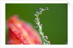 Dew drops on a flower stem by Anonymous