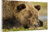 Sleeping Brown Bear, Katmai National Park, Alaska by Anonymous