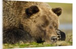 Sleeping Brown Bear, Katmai National Park, Alaska by Anonymous