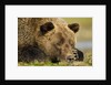 Sleeping Brown Bear, Katmai National Park, Alaska by Anonymous