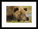 Sleeping Brown Bear, Katmai National Park, Alaska by Anonymous
