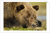 Sleeping Brown Bear, Katmai National Park, Alaska by Anonymous