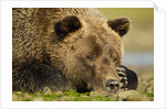 Sleeping Brown Bear, Katmai National Park, Alaska by Anonymous