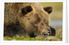 Sleeping Brown Bear, Katmai National Park, Alaska by Anonymous