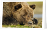 Sleeping Brown Bear, Katmai National Park, Alaska by Anonymous