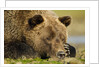 Sleeping Brown Bear, Katmai National Park, Alaska by Anonymous