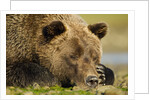 Sleeping Brown Bear, Katmai National Park, Alaska by Anonymous
