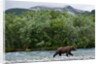 Brown Bear, Katmai National Park, Alaska by Anonymous