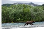 Brown Bear, Katmai National Park, Alaska by Anonymous
