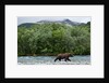 Brown Bear, Katmai National Park, Alaska by Anonymous