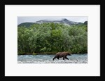 Brown Bear, Katmai National Park, Alaska by Anonymous