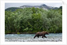 Brown Bear, Katmai National Park, Alaska by Anonymous