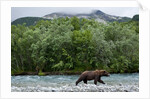 Brown Bear, Katmai National Park, Alaska by Anonymous