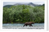Brown Bear, Katmai National Park, Alaska by Anonymous