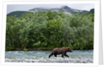 Brown Bear, Katmai National Park, Alaska by Anonymous