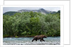 Brown Bear, Katmai National Park, Alaska by Anonymous