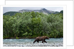 Brown Bear, Katmai National Park, Alaska by Anonymous