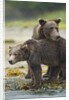 Brown Bear and Cub, Katmai National Park, Alaska by Anonymous