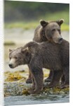 Brown Bear and Cub, Katmai National Park, Alaska by Anonymous
