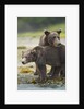 Brown Bear and Cub, Katmai National Park, Alaska by Anonymous